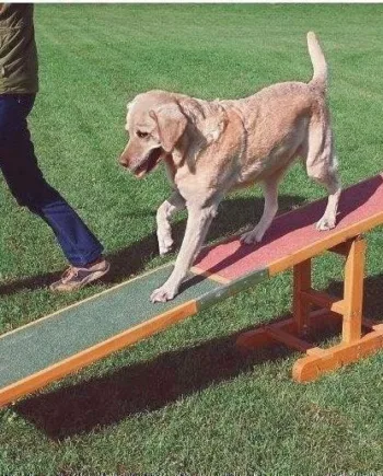 Agility Vippe Balance Bom Til Hunde