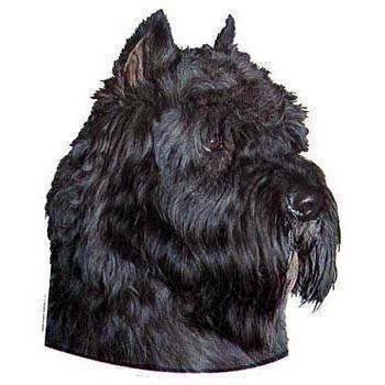 Klistermærke  Bouvier Des Flandres