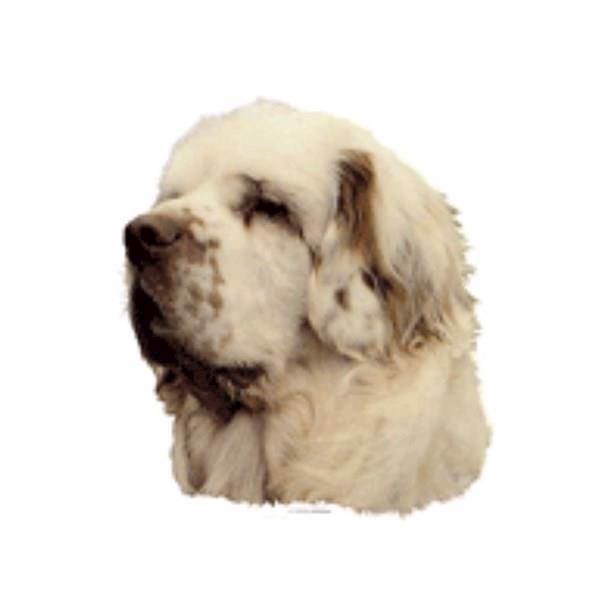 Klistermærke  Clumber Spaniel
