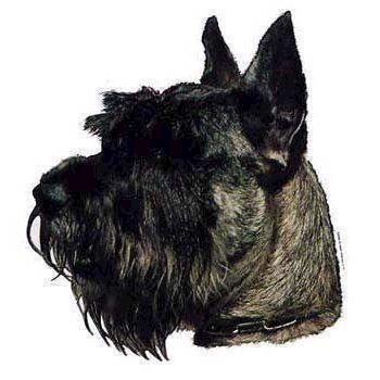 Klistermærke  Miniature Schnauzer