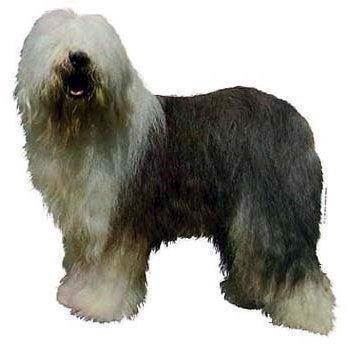 Klistermærke  Old English Sheepdog