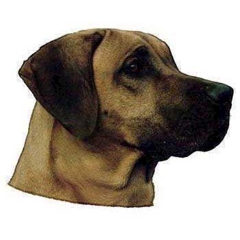 Klistermærke  Rhodeasian Ridgeback