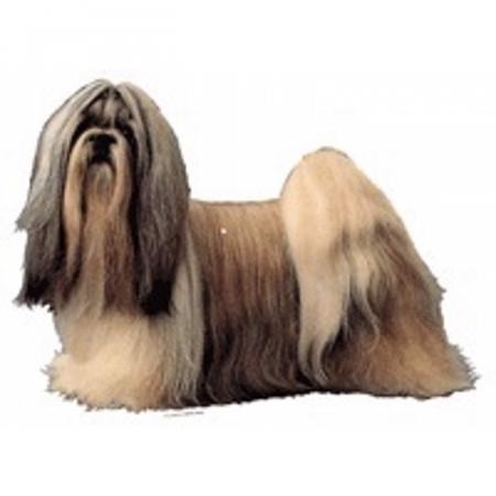 Klistermærke  Shih Tzu  Large