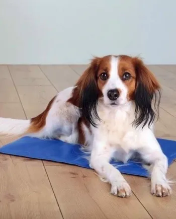 Kølemåtte Til Hunde  40   30 Cm  Blå