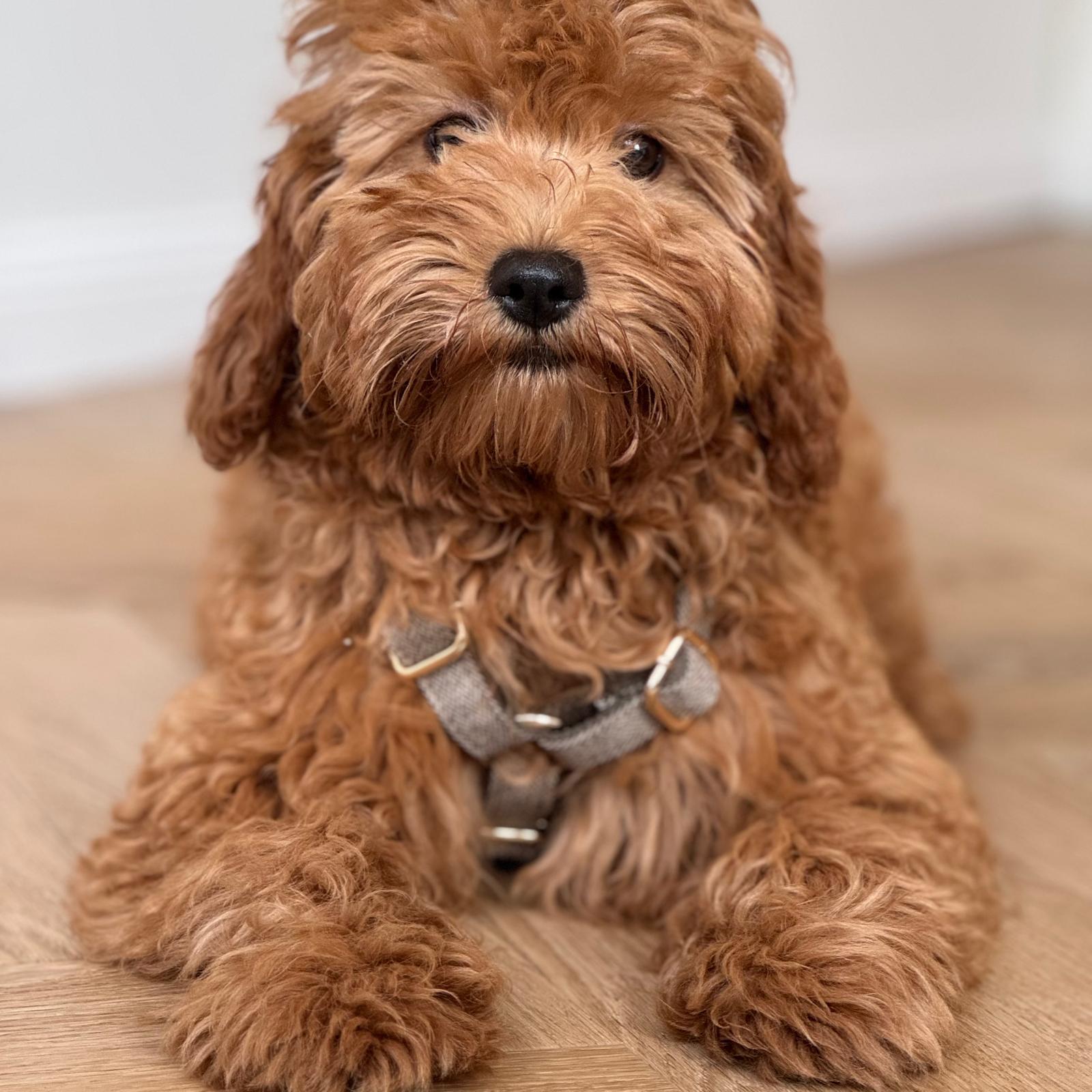 Alma Tweet Kropssele Xs