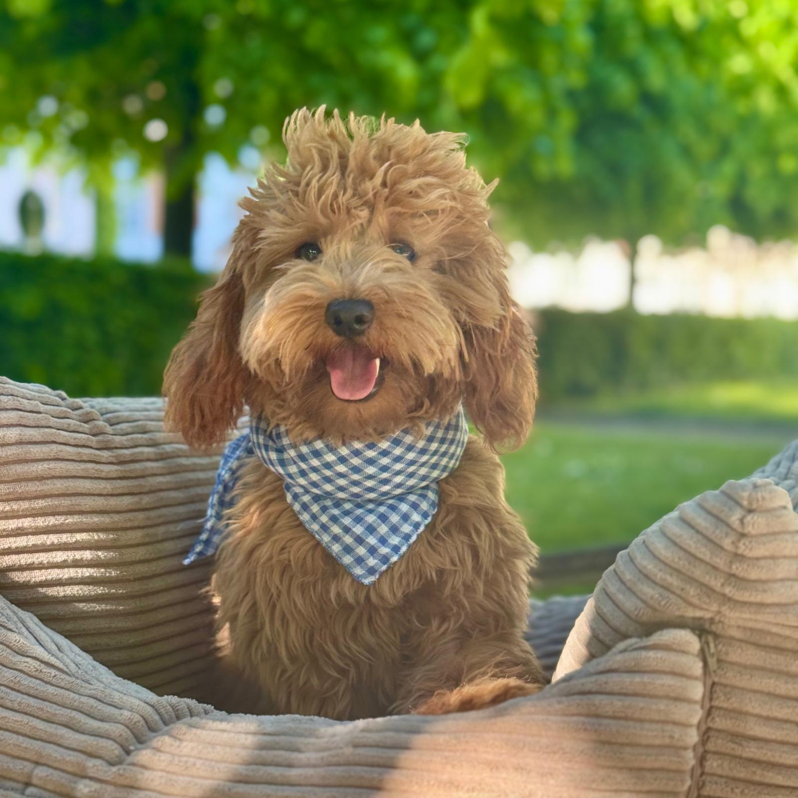 Bandana   Blå Ternet