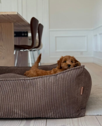 Carl Hundekurven     Mørk Brun