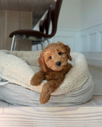 Hanna Hundekurven   Sherpa Fleece   Bred Fløjl