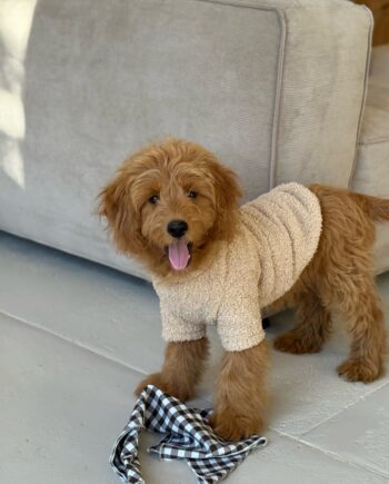 Lun Plysfleece Trøje Small 20 Cm