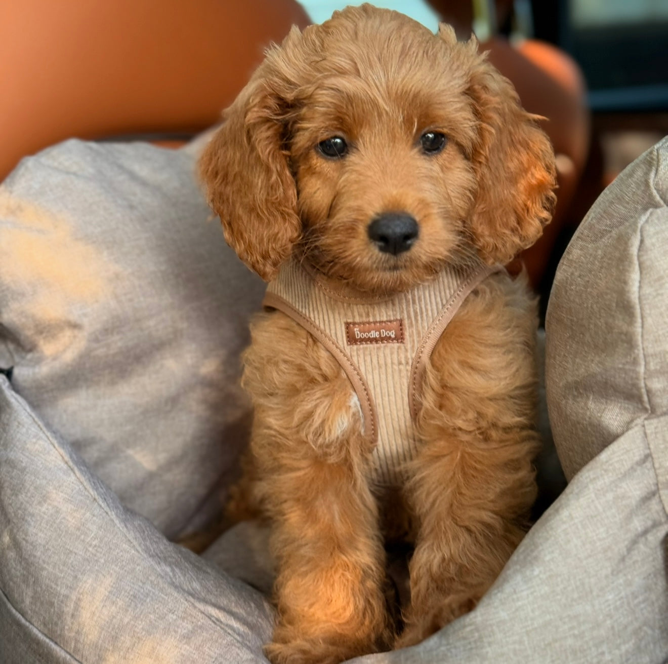 Nora Kropssele   Lys Brun Xxs