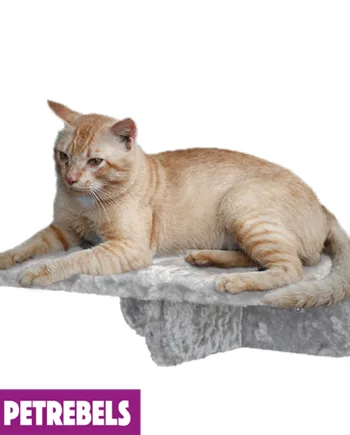 Petrebels Kattehylde Grå Plys