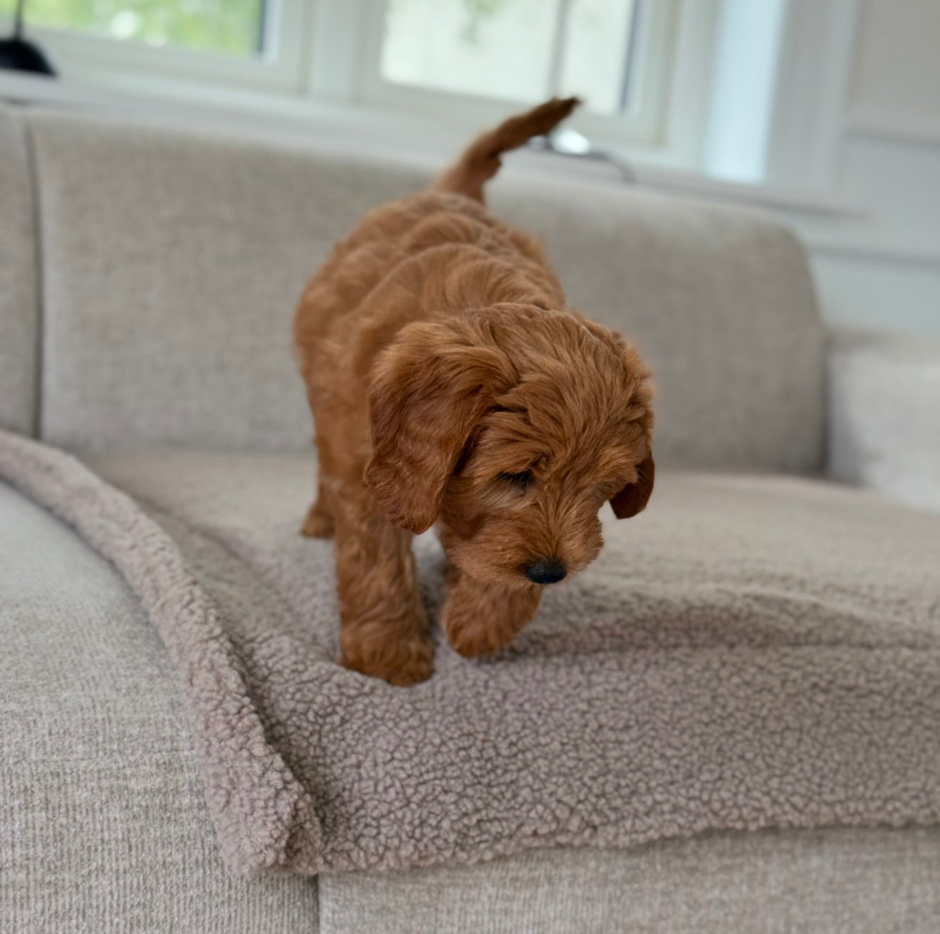 Sherpa Fleece Tæppe   Mørk Natur