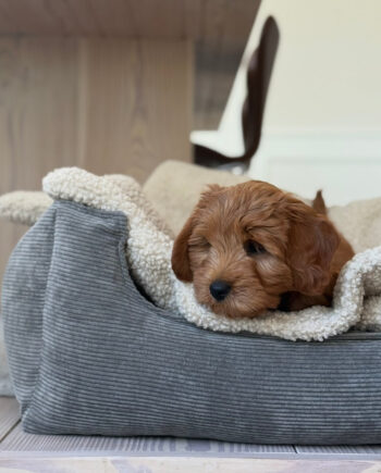 Sherpa Fleece Tæppe   Natur