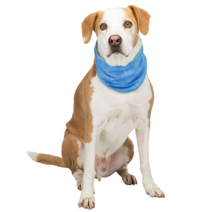 Active Canis Kølende Bandana Til Din Hund