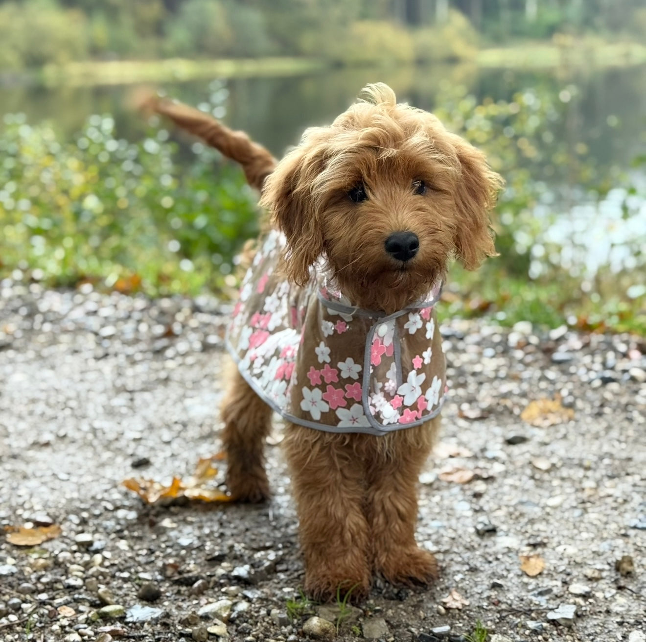 Regnjakke Til Hund    Blomster   Pink Small