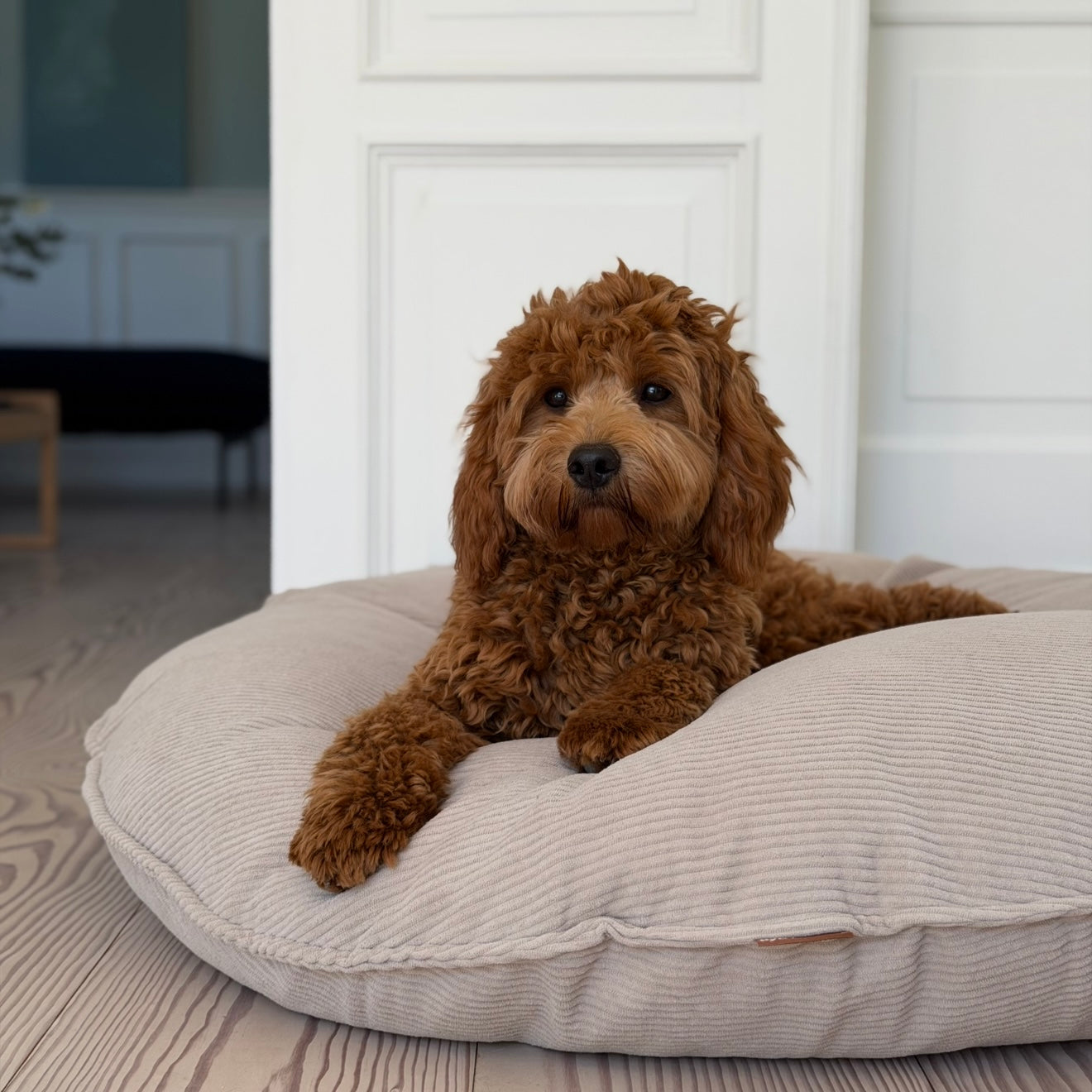 Ingolf Hundekurven   Lys Brun