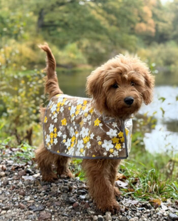 Regnjakke Til Hund    Blomster   Gul Small